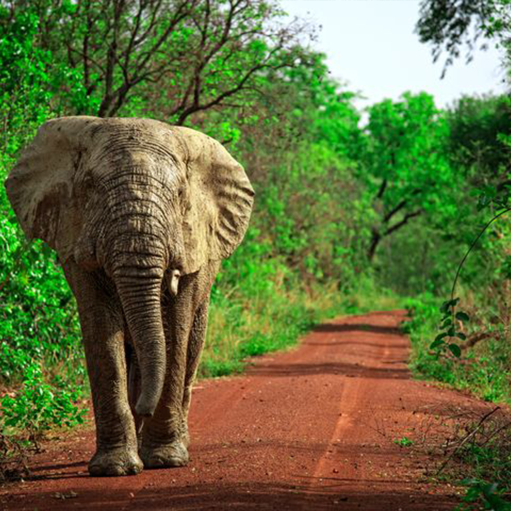 Ghana Wildlife