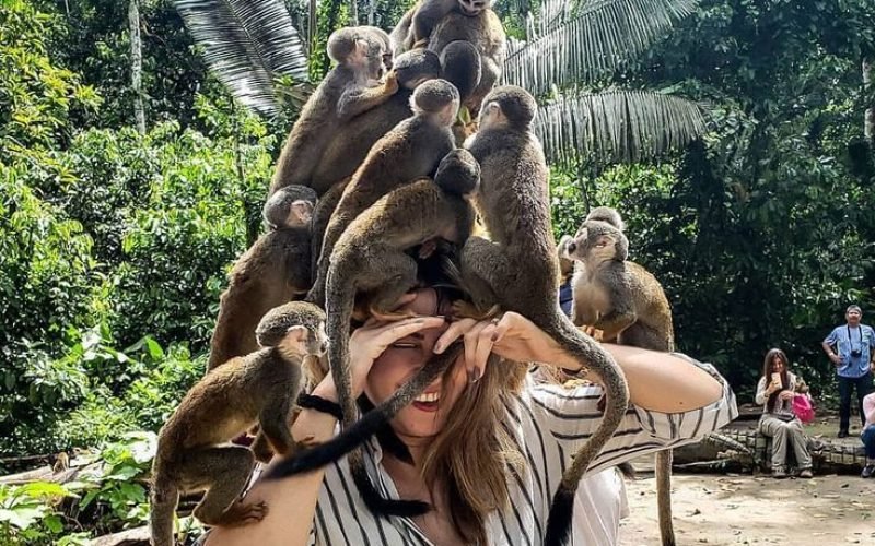 curious monkey